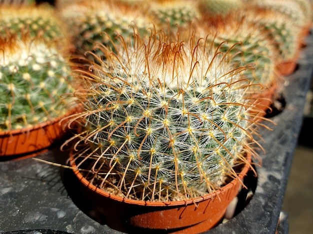 Parodia in de potten bij cactusfarm