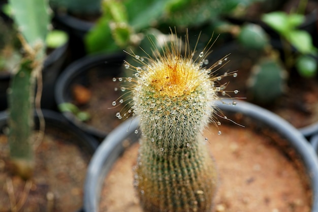 Parodia Leninghausii 비가 온 후 아름다운 황금 공 선인장