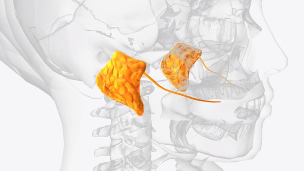 Parotid glands and ducts 3d