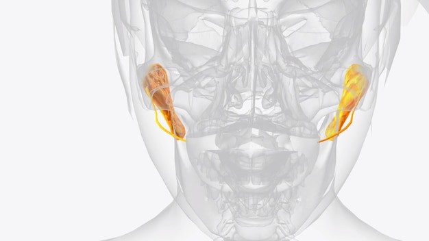 Parotid glands and ducts 3d