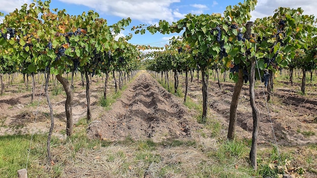 Parral van fijne druiven in Mendoza, Argentinië