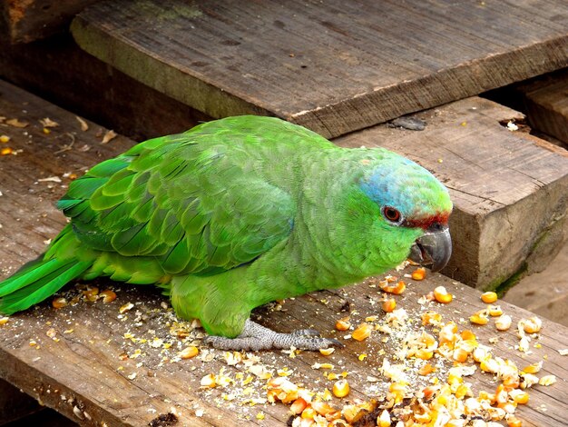 Parrot in Amazon river Peru South America