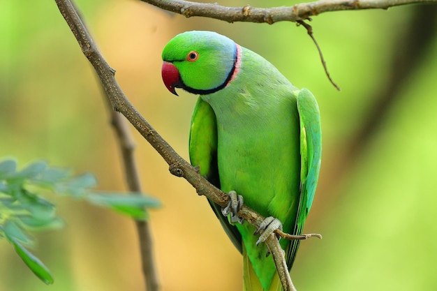 A parrot awaits in the jungle