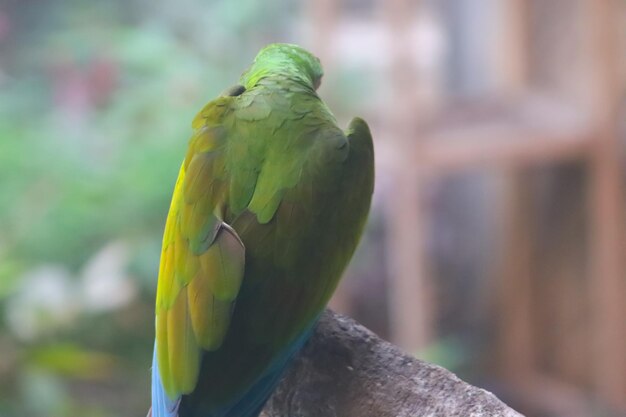 parrot back closeup on the tree in the zoo