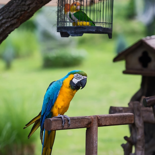 Parrot,Bali. 