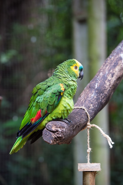 ブラジル、イグアスの鳥公園のオウム