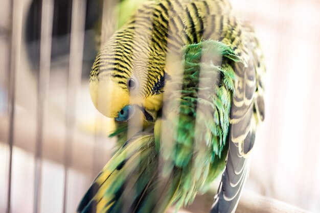 Parrot bird sits  in a cage and cleans feathers