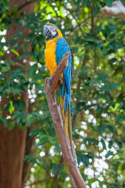 Parrot bird sitting on the perch