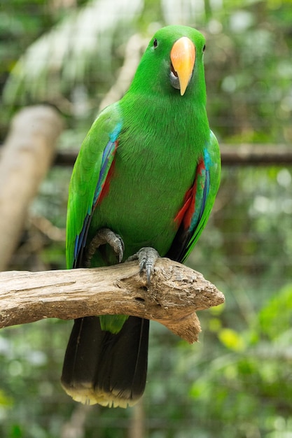 Parrot bird sitting on the perch