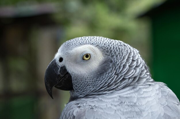 止まり木の上に座っているオウムの鳥