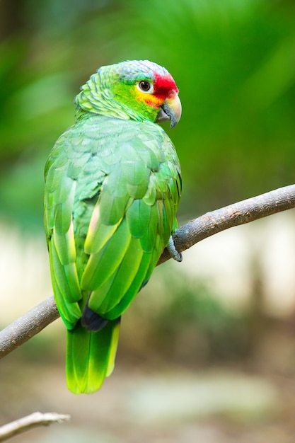 Parrot bird sitting on the perch