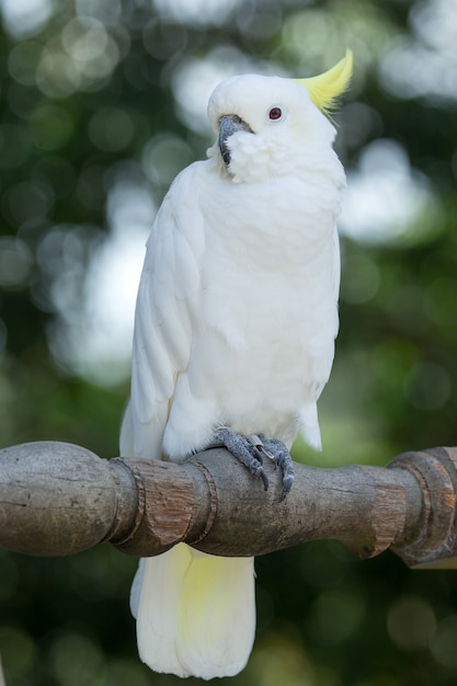 とまり木に座っているオウムの鳥