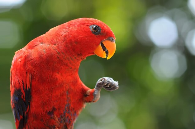 Photo parrot bird