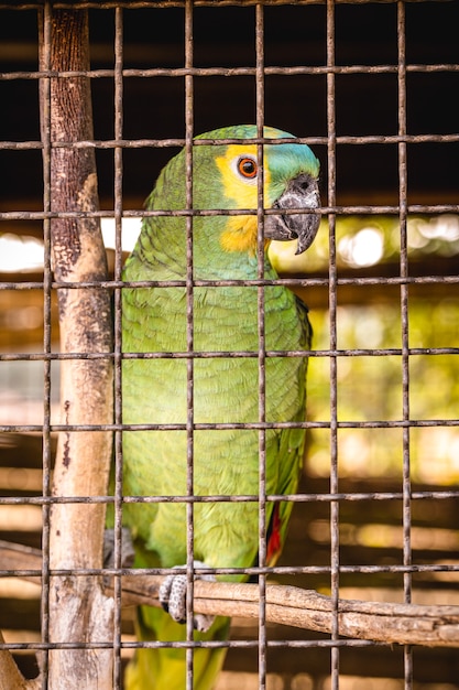 オウム、オウム科の鳥。違法に調達されるために飼育下に置かれたブラジルの鳥