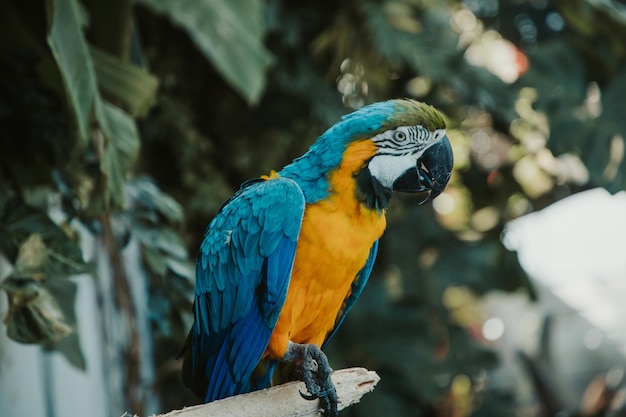 Parrot blueyellow ara in nature closeup