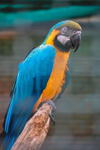 Photo a parrot in a cage. colorful parrot. parrots in ukraine colors