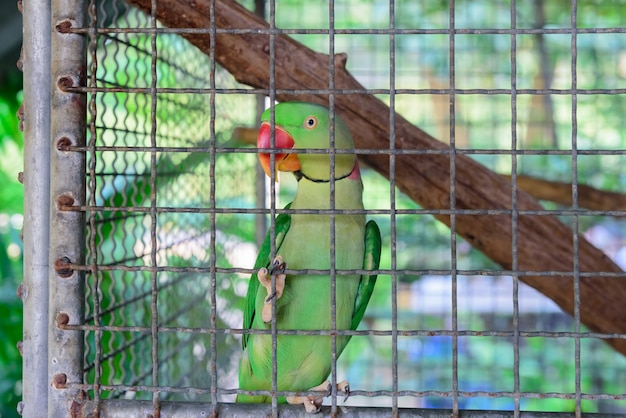 Photo parrot in a cage