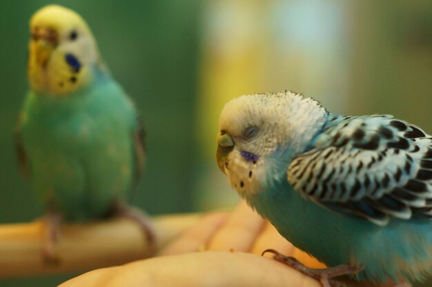 Parrot closeup high quality