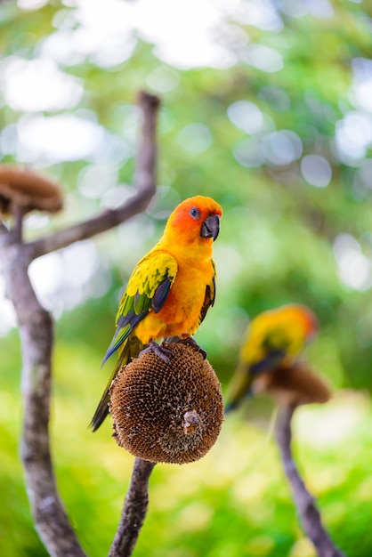 オウム、カラフルなオウム、コンゴウインコのオウム、カラフルなコンゴウインコ