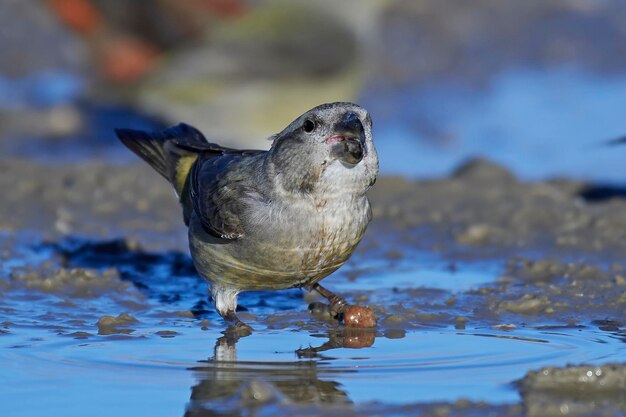 写真 オウム クロスビル loxia pytyopsittacus