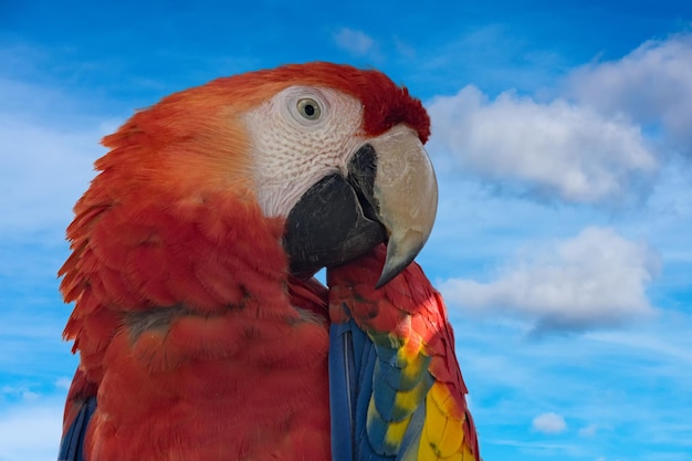 Parrot on deep blue sky background