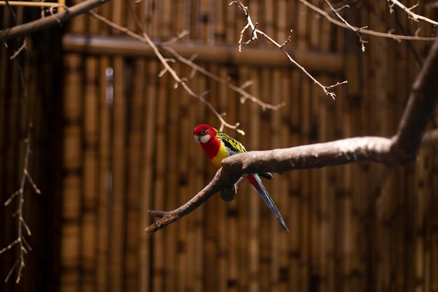 Parrot East rosella sits on a tree branch