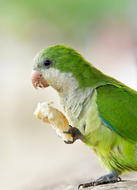 足でパンを食べるオウム