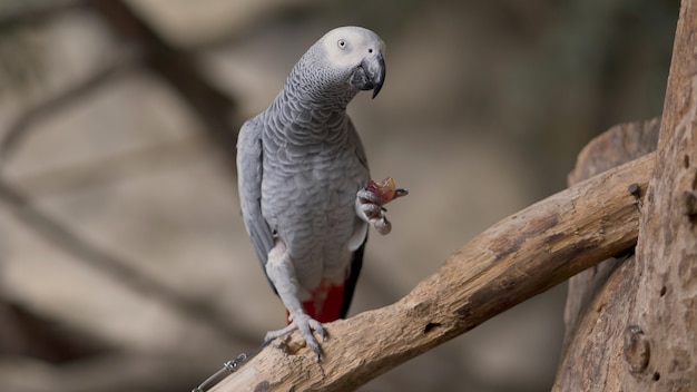 食べ物を食べるオウム