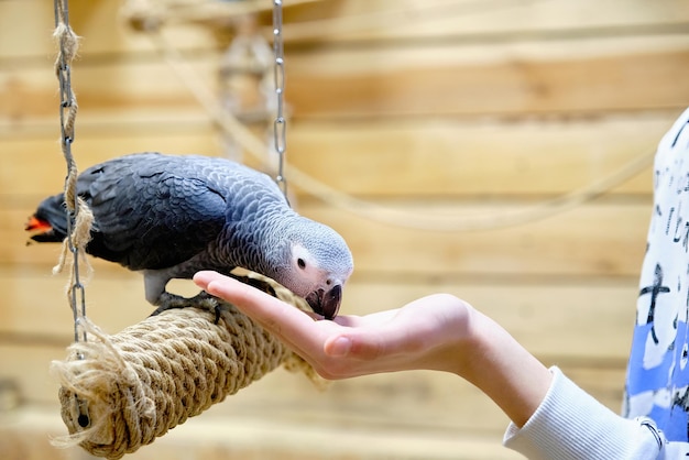 A parrot eats seeds from a child's hand