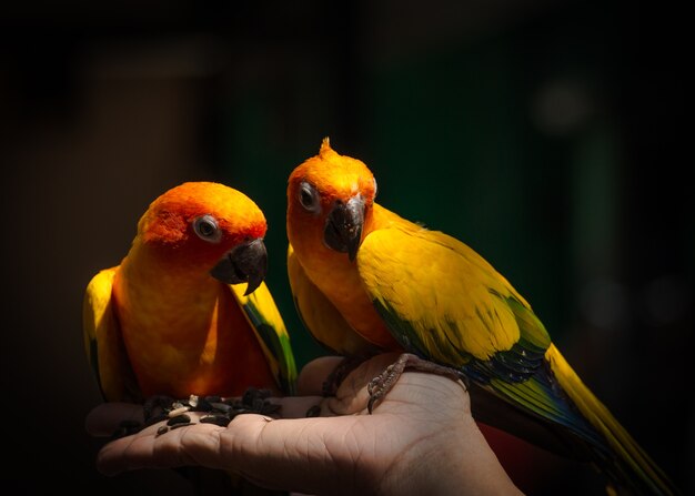 手に持つオウムの餌