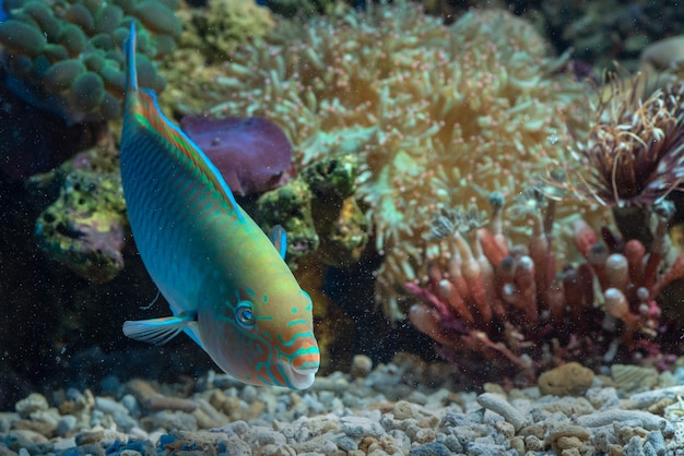 サンゴ礁のオウム魚