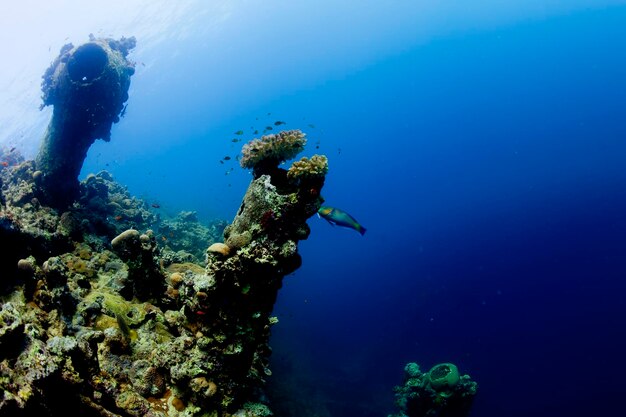 紅海の難破船の近くにあるブダイ魚