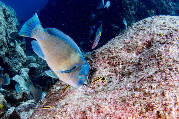 Parrot fish portrait in maldives