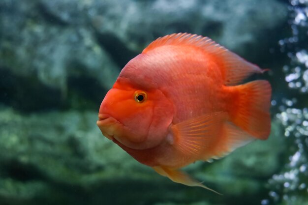 Photo the parrot fish in water