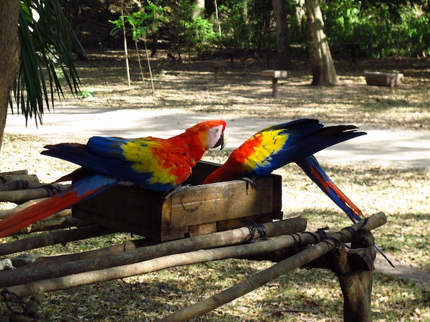 Photo the parrot in the forest