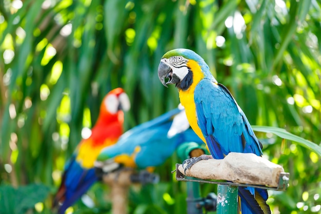 Parrot in garden