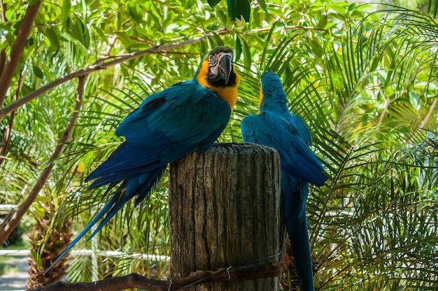 Parrot in green natural