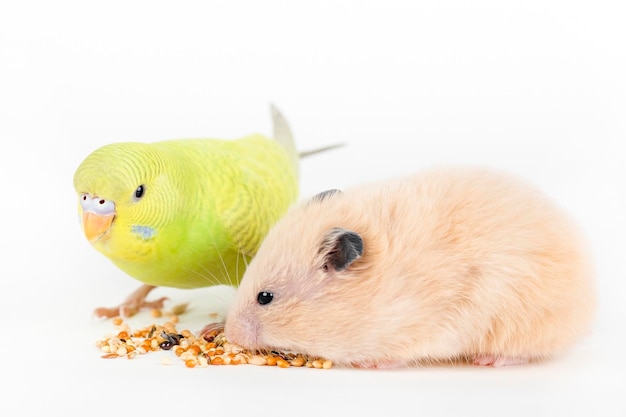 オウムとハムスターが餌を食べる