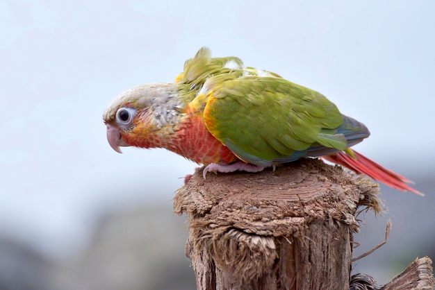 A parrot is perched on a wooden post