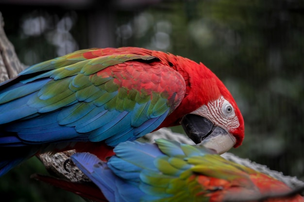 A parrot is sitting on a branch with its head down.