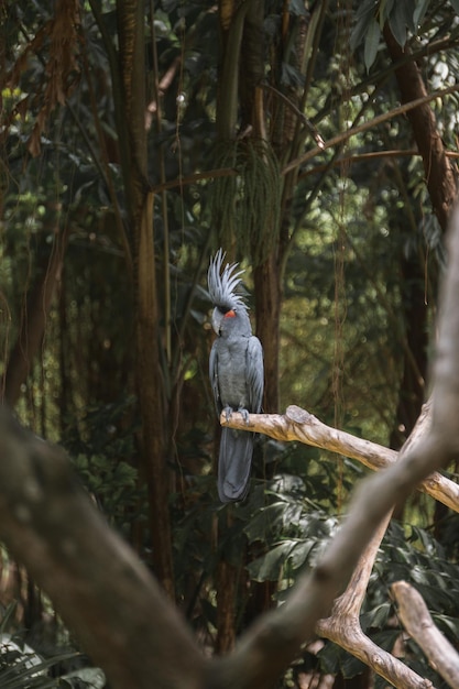 Parrot King is de endemische vogel uit Papoea, Indonesië. Het zijn bedreigde diersoorten.