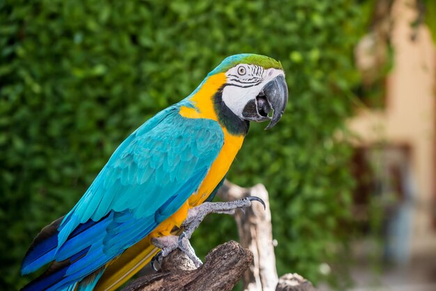 Parrot, lovely bird, animal and pet in the garden