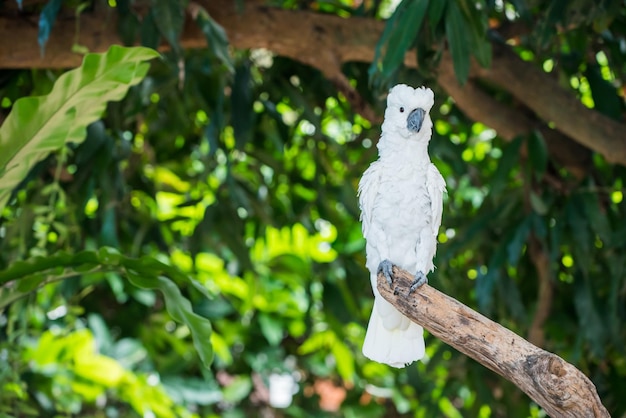 Parrot, lovely bird, animal and pet in the garden