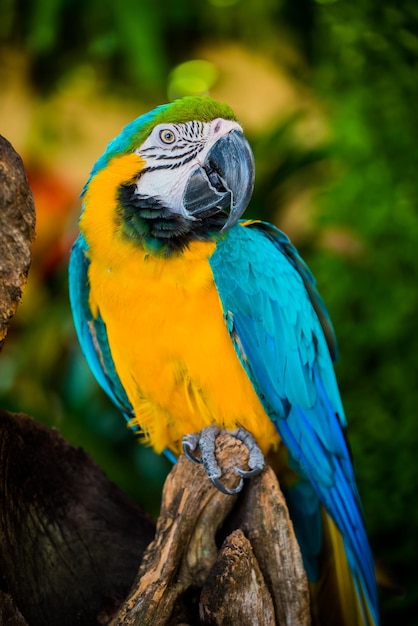 Parrot, lovely bird, animal and pet in the garden