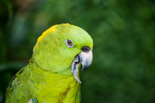 Parrot, lovely bird, animal and pet in the garden