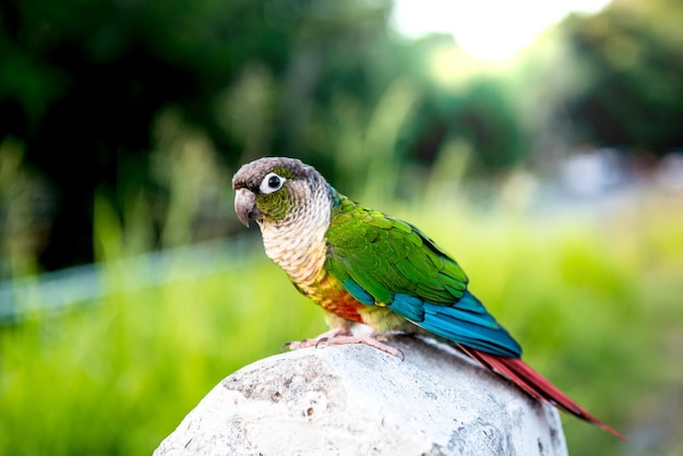 オウム、素敵な鳥、自由の動物とペット