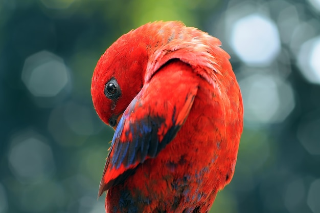 Foto pappagallo ara pappagalli uccello