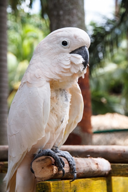 Parrot macaw