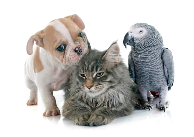 Parrot, puppy and cat