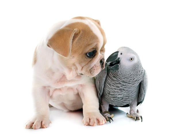 Photo parrot and puppy